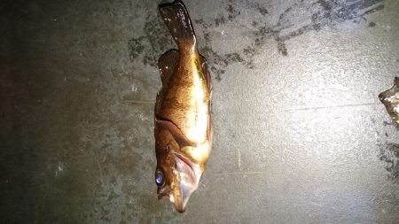 今季初アジング