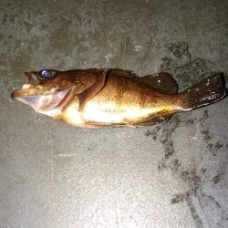 今季初アジング