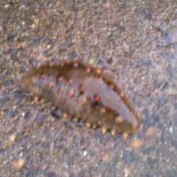 ６月ですが春アオリ