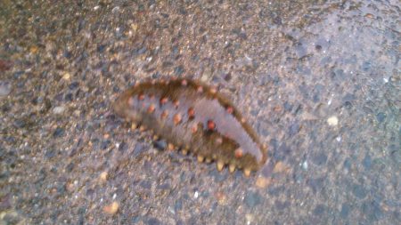 ６月ですが春アオリ