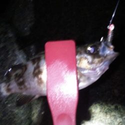 メバリングに珍客!?