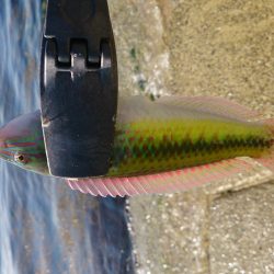 エギングロッドでちょい投げ