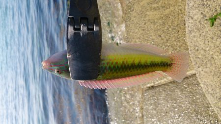 エギングロッドでちょい投げ