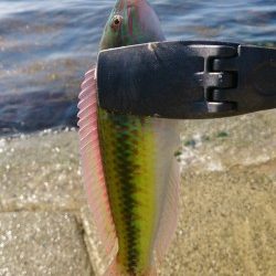 エギングロッドでちょい投げ