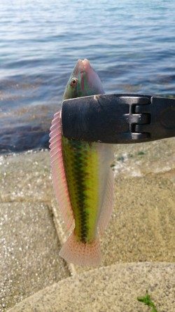 エギングロッドでちょい投げ