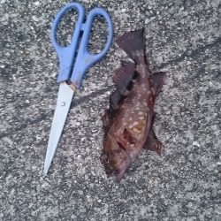 まだアジはいません