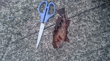 まだアジはいません