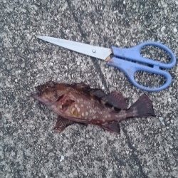 まだアジはいません