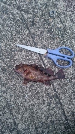 まだアジはいません