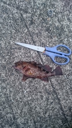 まだアジはいません