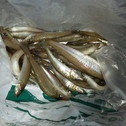 初めてのキス釣り