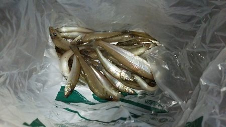 初めてのキス釣り