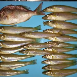 強風の中でのキス釣り