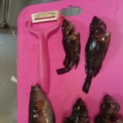 メバルは何処えー