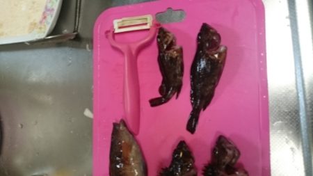 メバルは何処えー