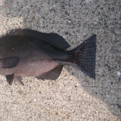 イソメで五目釣り