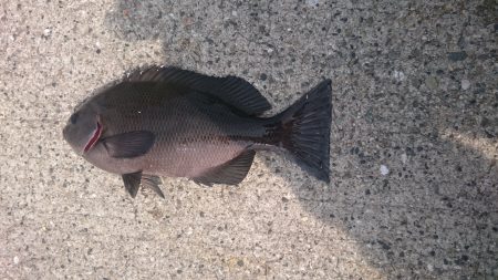 イソメで五目釣り