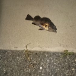 久しぶりのメバル