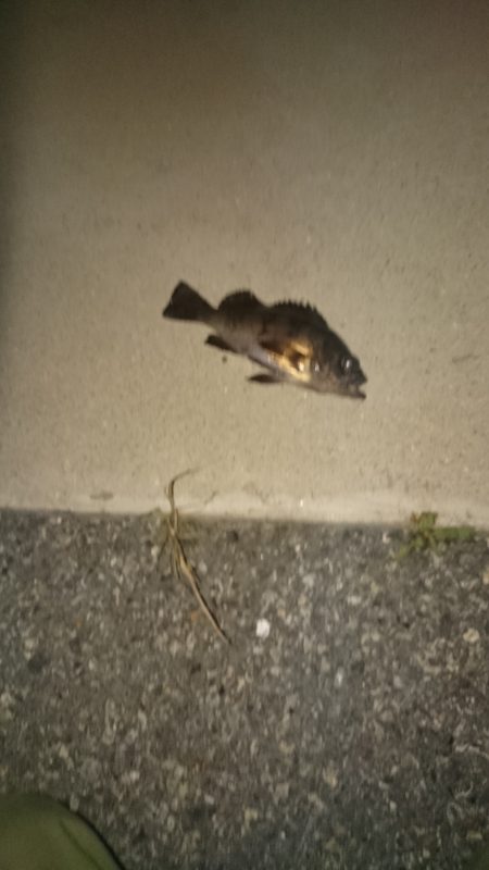 久しぶりのメバル