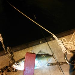 極小豆アジング