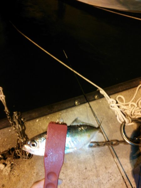 極小豆アジング