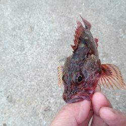 愛しのアジくーん