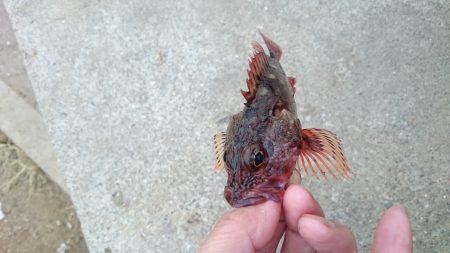 愛しのアジくーん