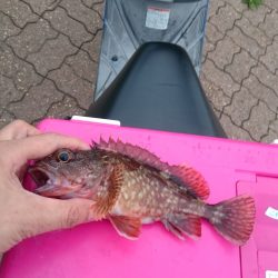 今晩のおかずです