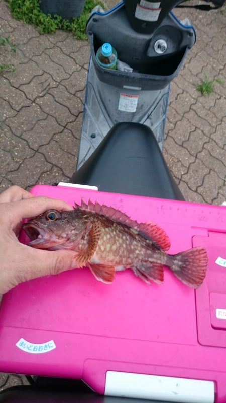 今晩のおかずです