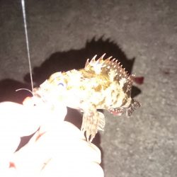 とりあえず ガシラ でしょ