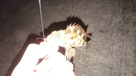 とりあえず ガシラ でしょ