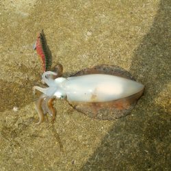 一投目で癒やされました。