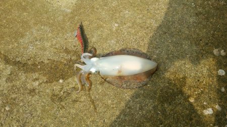 一投目で癒やされました。