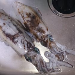 雨でもエギング