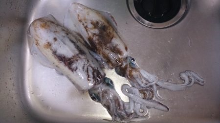 雨でもエギング