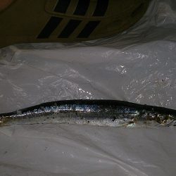 ファミリーフィッシング