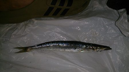 ファミリーフィッシング