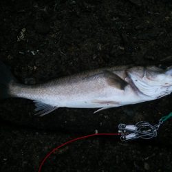 雨後のシーバス