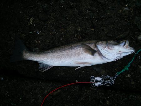 雨後のシーバス