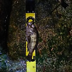 まだまだメバル行けます!