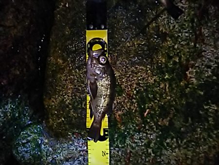 まだまだメバル行けます!