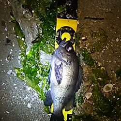 メバルが少しお休みなようで。