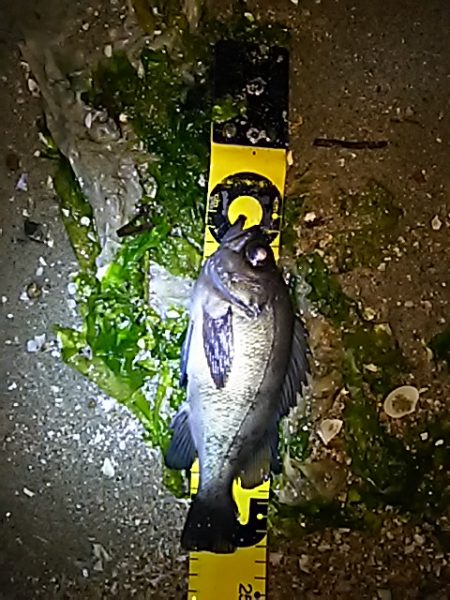 メバルが少しお休みなようで。