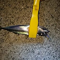 魚は、元気です。