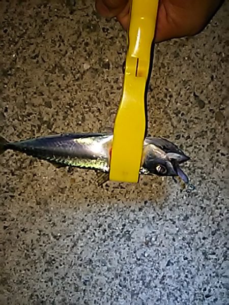 魚は、元気です。