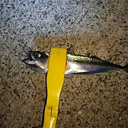 魚は、元気です。