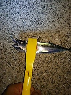 魚は、元気です。