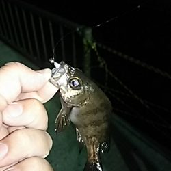 メバルが居ない・・・