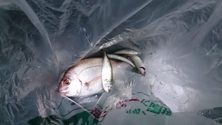 スズメダイが午後入れ食いに！