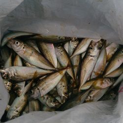豆アジがなんと3桁の釣果